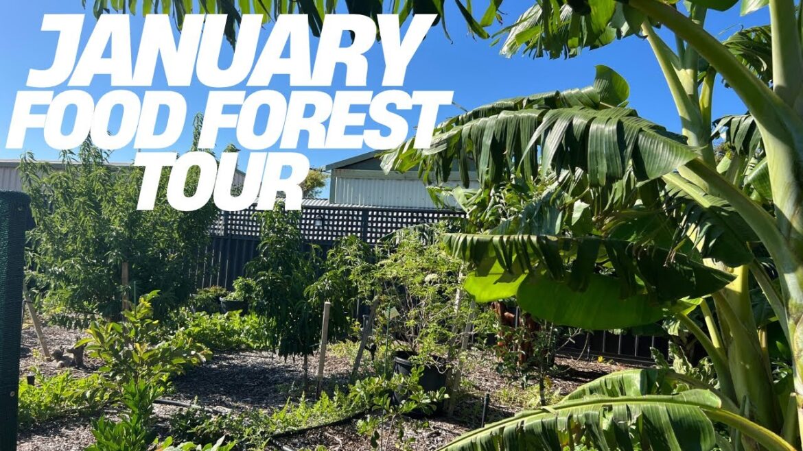 Summer Tropical Food Forest Tour 2025 Summer Tropical Food Forest Tour 2025