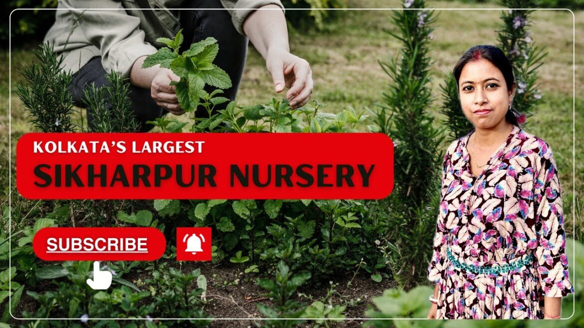 Sikharpur Nursery: Kolkata’s Largest Wholesale Nursery for Plants, Trees & Gardening Supplies Sikharpur Nursery: Kolkata's Largest Wholesale Nursery for Plants, Trees & Gardening Supplies