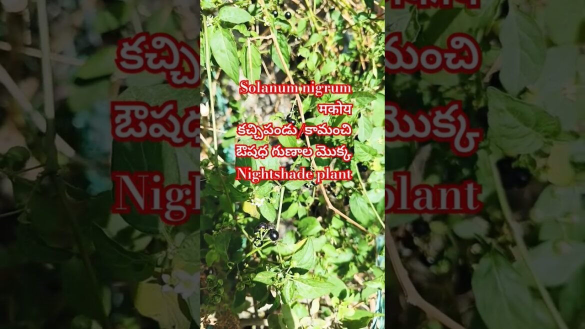 Kachchi pandu/Kamanchi mokka#Shorts#Makoi #Night Shade Plant #Medicinal plant