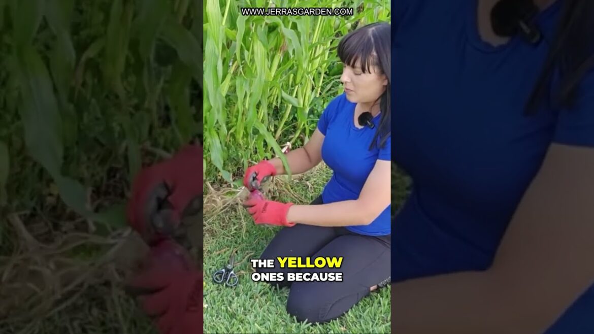 Crazy Big Red Onions Harvest! Gardening Tips Crazy Big Red Onions Harvest! Gardening Tips