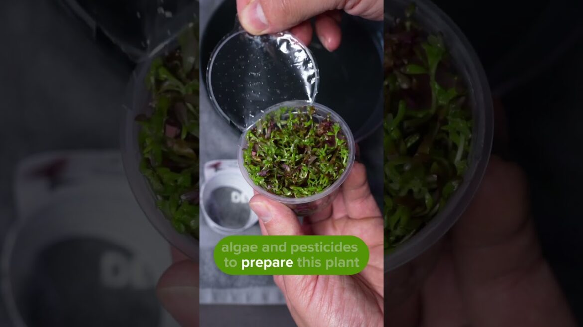 Rotala rotundifolia ‘Blood Red’ Dennerle Plants Plant Profile #aquascape #aquarium Rotala rotundifolia 'Blood Red' Dennerle Plants Plant Profile #aquascape #aquarium