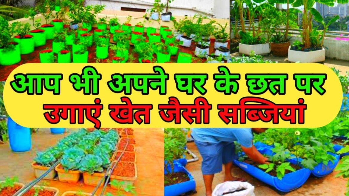 सब्जियों की खेती घर के छत पर / vegetable gardening at home #homegardening