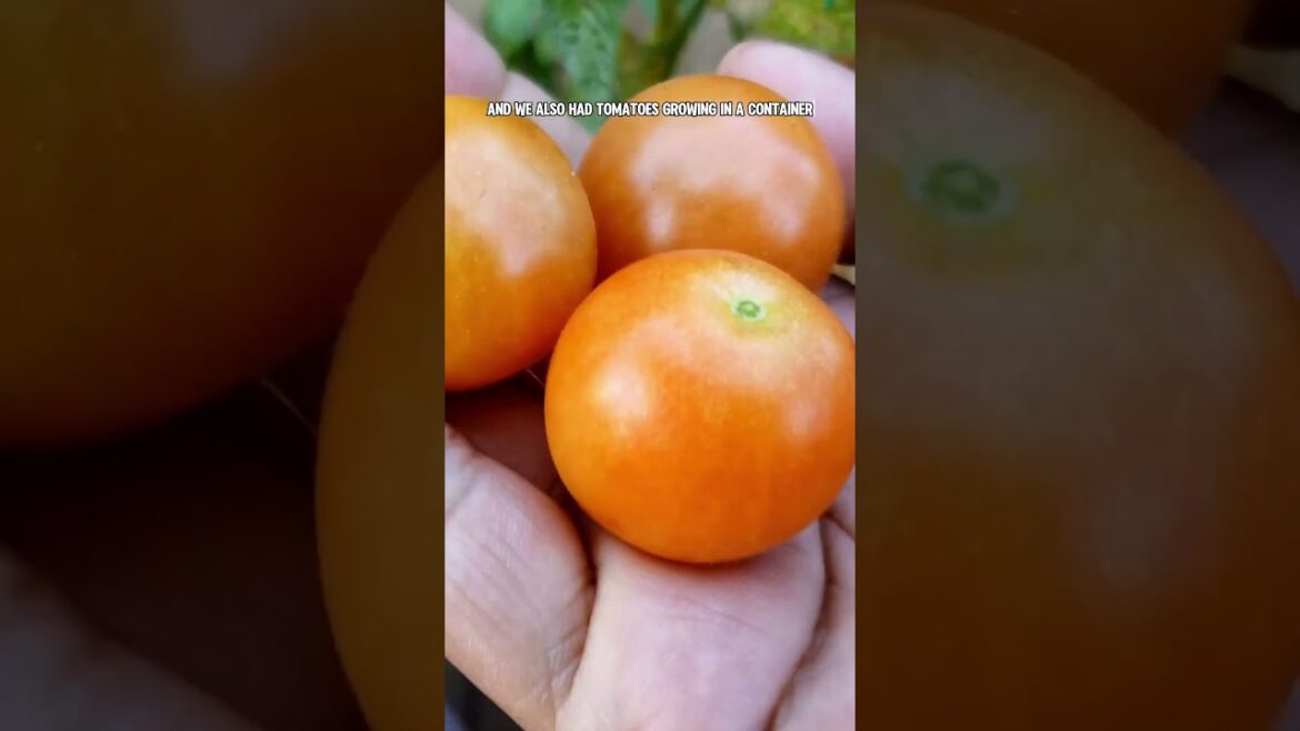 Growing and Harvesting Tomatoes in Winter!