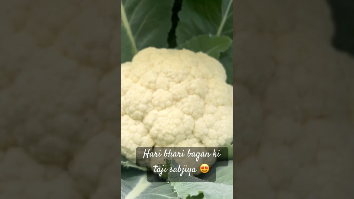 #farming #farm #farmer #bagicha #bagwani #farmers #vegetables #vegetablegarden #vegetablegardening