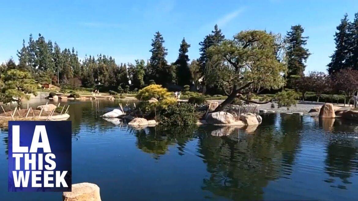 Celebrating Fall in The Japanese Garden Celebrating Fall in The Japanese Garden