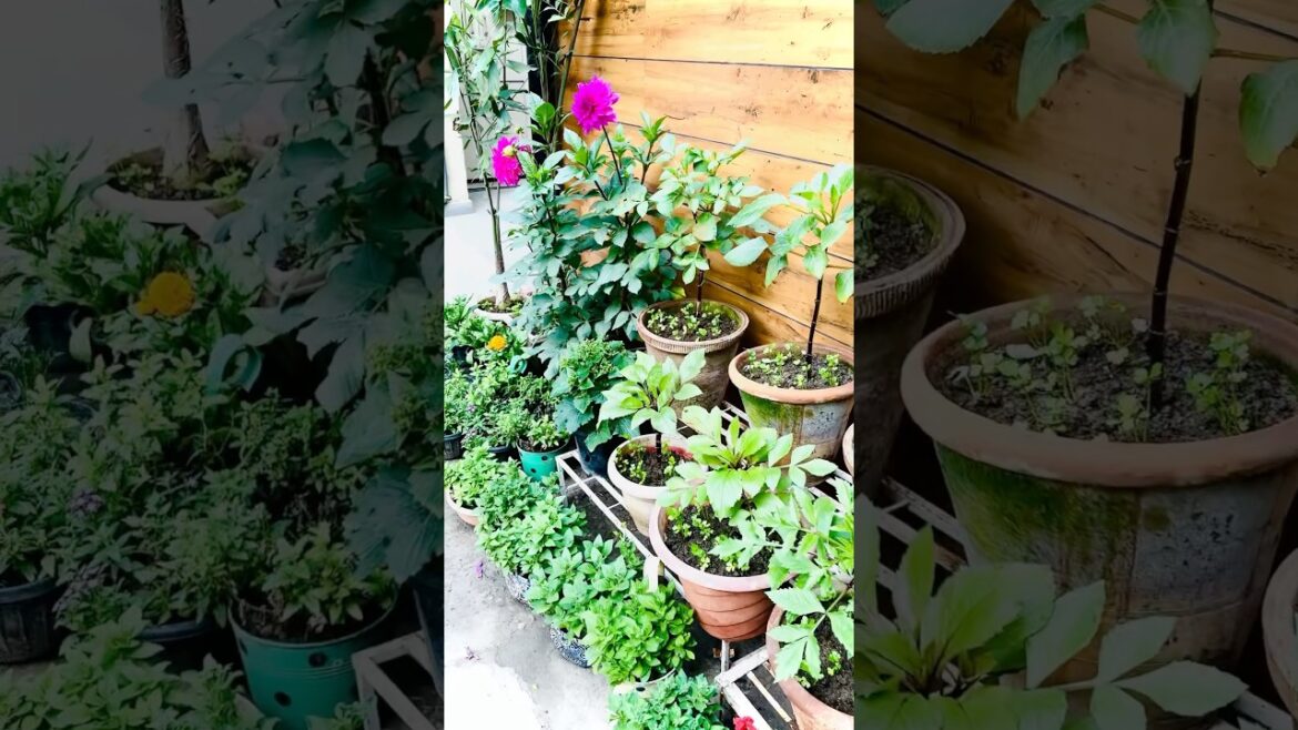 Outdoor plants #garden #shortvideo #shorts #flowers
