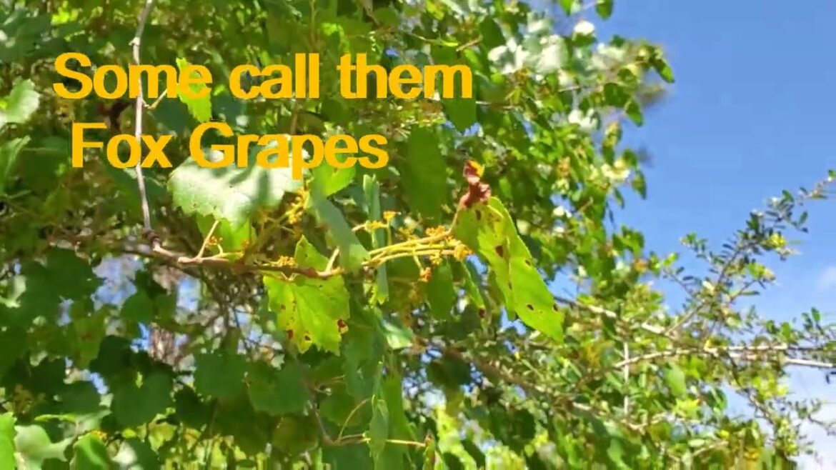 Picking berries and making huckleberry syrup