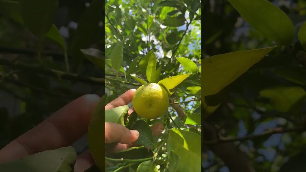 Daily life gardener by meimei / tips for growing/ enjoy with organic vegetable #shorts #gardening