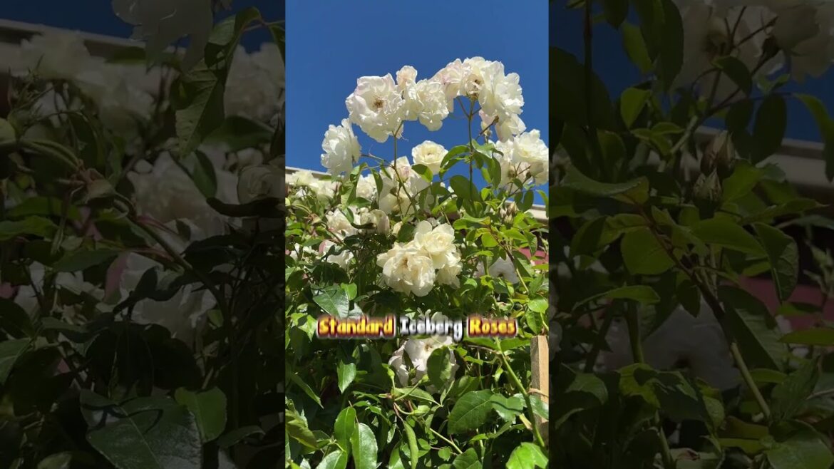 ๐ Enjoy “Summer Deals Baby” This Australia Day Long Weekend! ๐ฟ ๐ Enjoy "Summer Deals Baby" This Australia Day Long Weekend! ๐ฟ