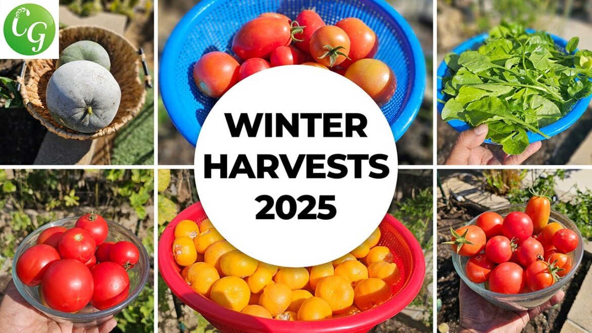 Winter Gardening Guide: Harvesting Ash Gourd, Mandarins, Spinach & Tomatoes! ❄️🌱