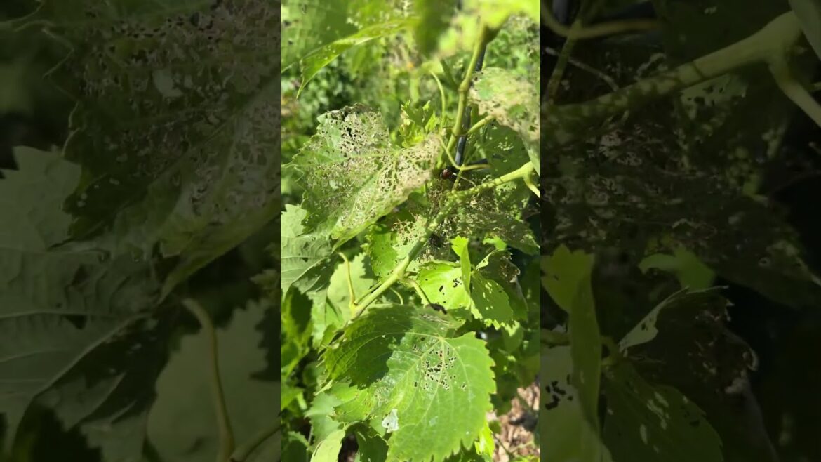 Japanese Beetle Invasion!!! #gardening #gardenpests