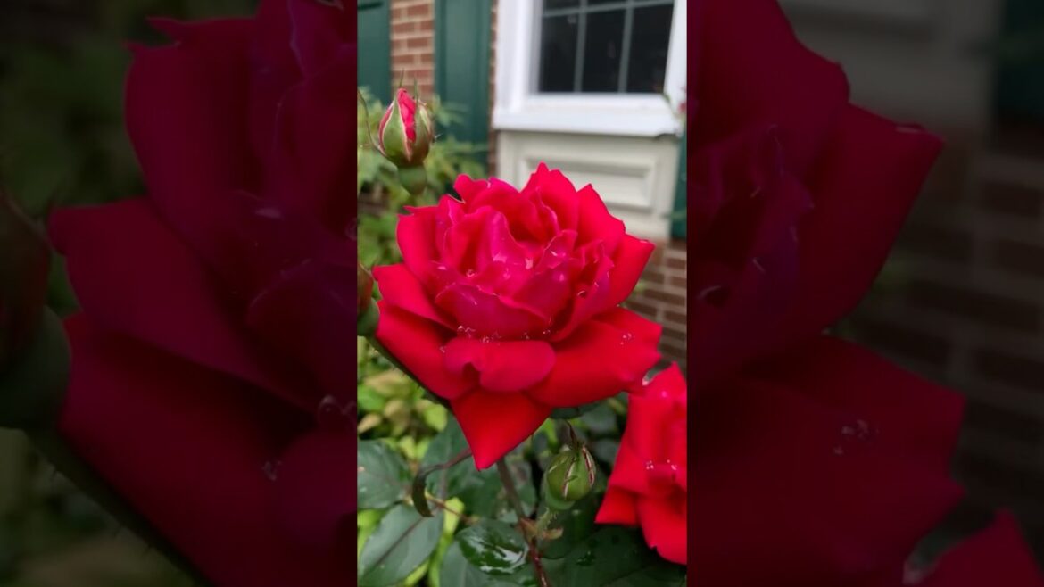 Pretty front yard flowers 🇺🇸🌺 🌹#frontyardgarden #flowers #america #shorts #usa #roseflower