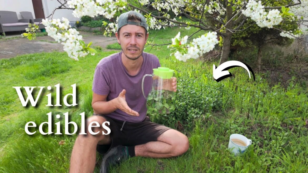 Top 7 wild plants I wish I knew sooner | You can grow them in your garden