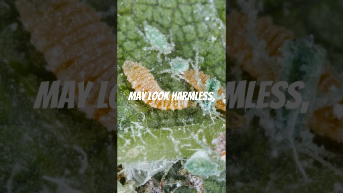 Garden Pest Detective! #garden #gardening #gardeningtips #gardenpests #bugs #gardener #soil #gardens