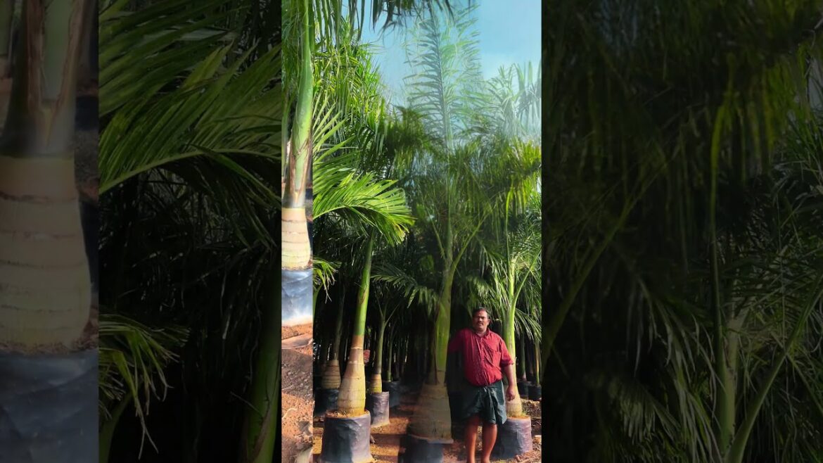 Top-Quality Royal Palms Available at Sri Sindhura Nursery |#kadiyam #plantnursery #gardening Top-Quality Royal Palms Available at Sri Sindhura Nursery |#kadiyam #plantnursery #gardening
