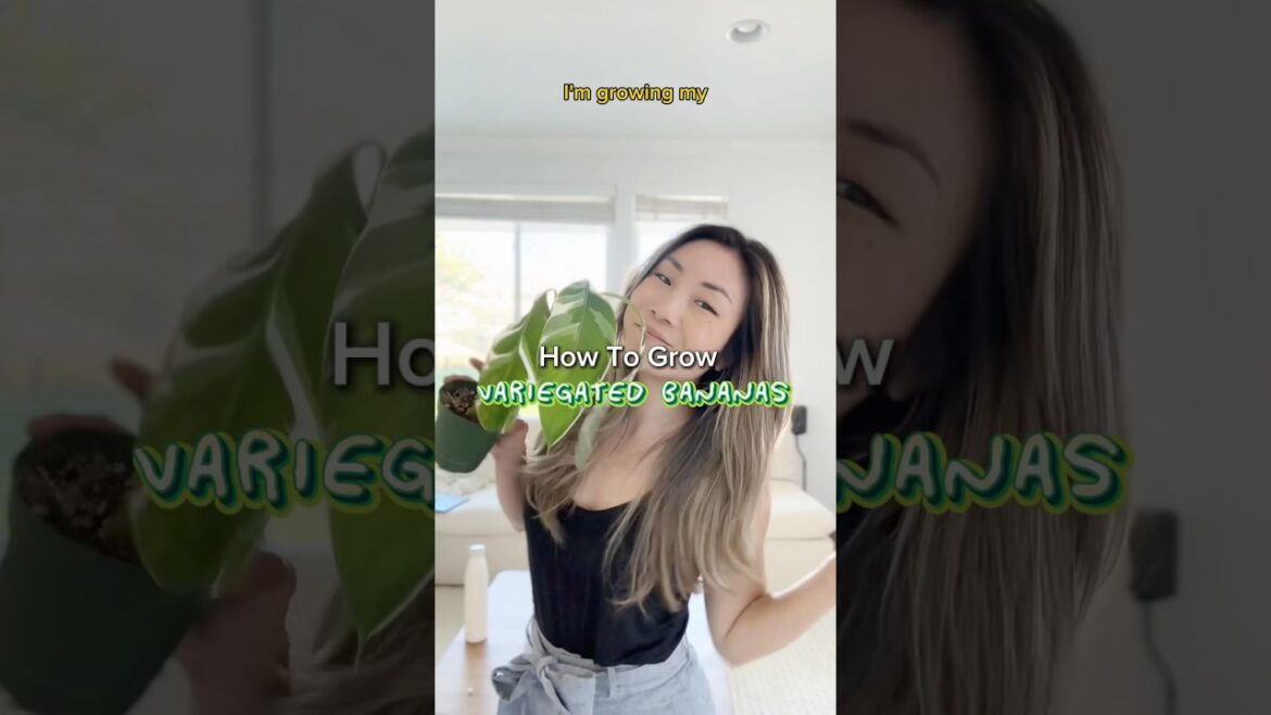 How to Grow VARIEGATED Bananas🍌 #shorts #plants #houseplantdecor #indoorplants #banana #houseplants How to Grow VARIEGATED Bananas🍌 #shorts #plants #houseplantdecor #indoorplants #banana #houseplants