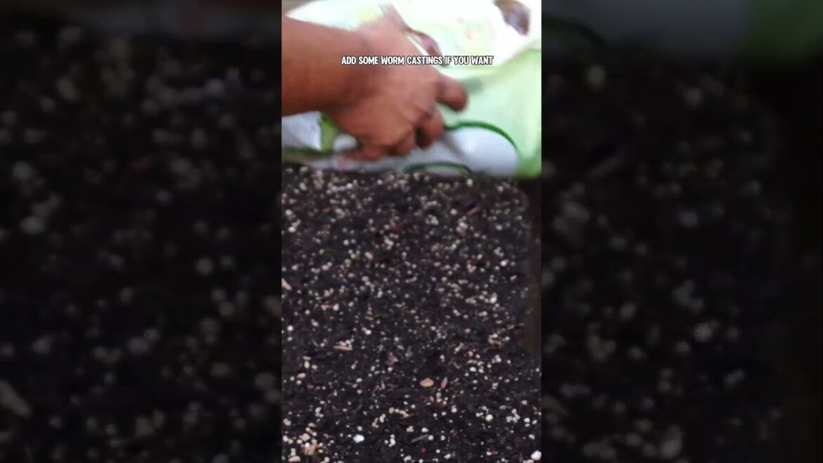 California Gardening: How to Amend Your Raised Garden Bed Soil! How to Amend Your Raised Garden Bed Soil!