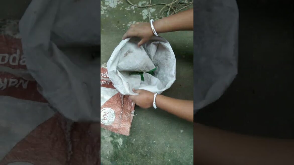 Grow bag #easygrow #trending #shorts #viralvideo #garden #plants #gardening #planting #bittergourd