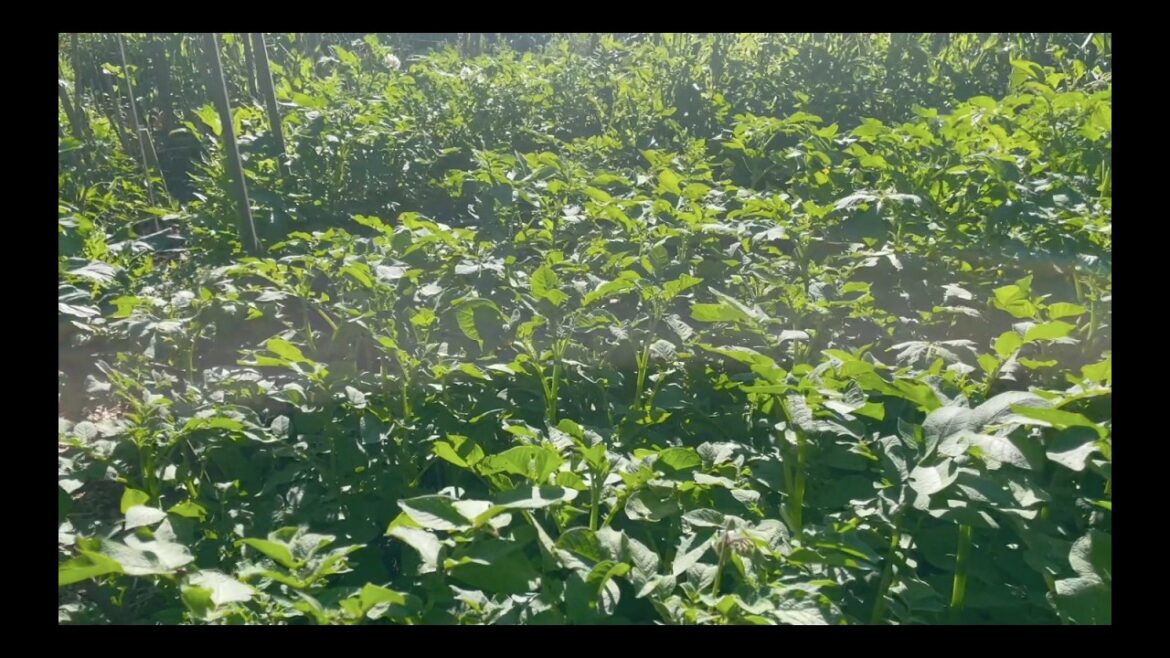 Biodiverse COMPANION PLANTING Design - HOW to USE the FOOD You GROW to Get a LUSH VIBRANT Garden