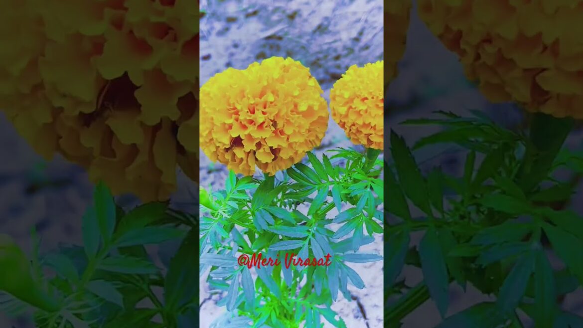 Marigolds flowers 🌺 plants#trending#trends#shortsvideo#nature#farming#flowers