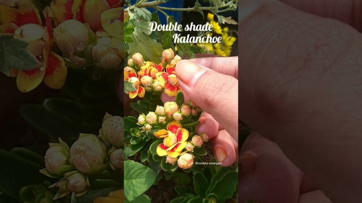 Double shade kalanchoe flowers in terrace garden #gardening #vegetables #harvest #gardenideas