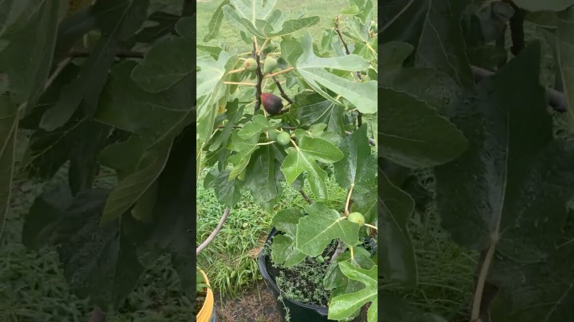 Figs and Rain #fig #figtree #figboss #gardeningtips #fruittrees