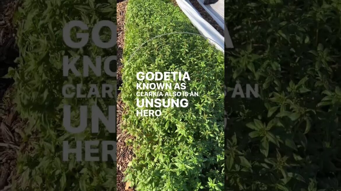 Godetia is a Cool Flower