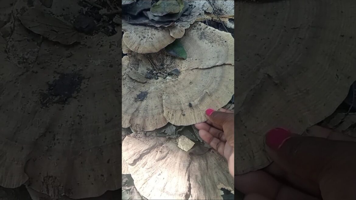 Very hard Mushroom || Wooden Mushroom ||