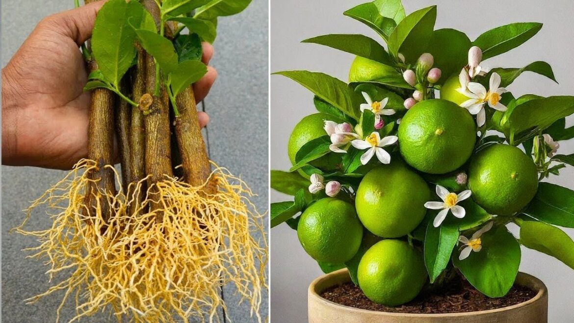 LIVE🔴🌿Lemon Tree Growing Tips: Turn Your Home Into a Citrus Haven! #livestream #live LIVE🔴🌿Lemon Tree Growing Tips: Turn Your Home Into a Citrus Haven! #livestream #live