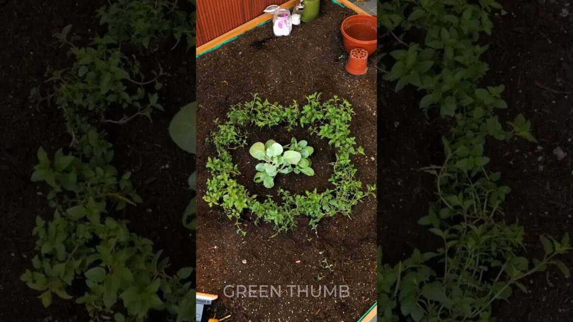 Save your plants effectively from pest 🐜 THE BEST gardening hacks!