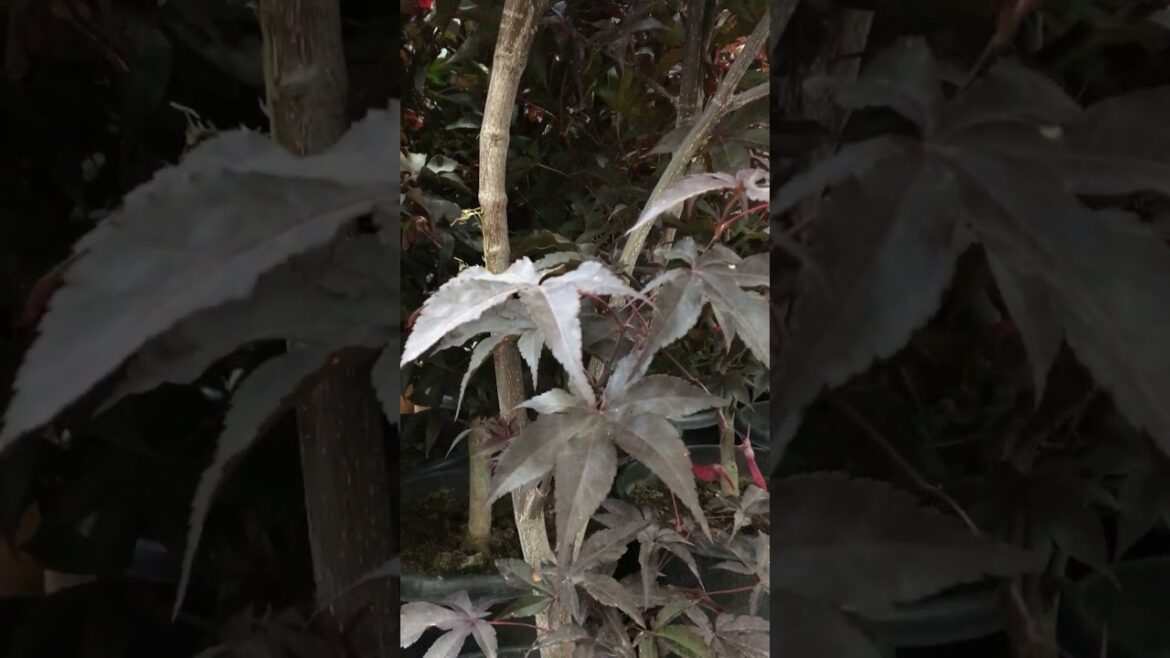 Japanese Maples Bloodgood in Costco - Summer 2024