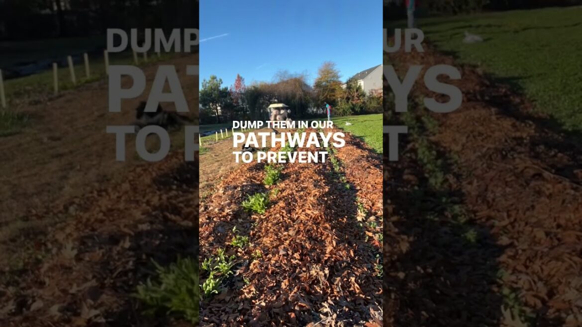 Perfect time to work off some turkey steam! Gather more bags of leaves than you think you need Perfect time to work off some turkey steam! Gather more bags of leaves than you think you need