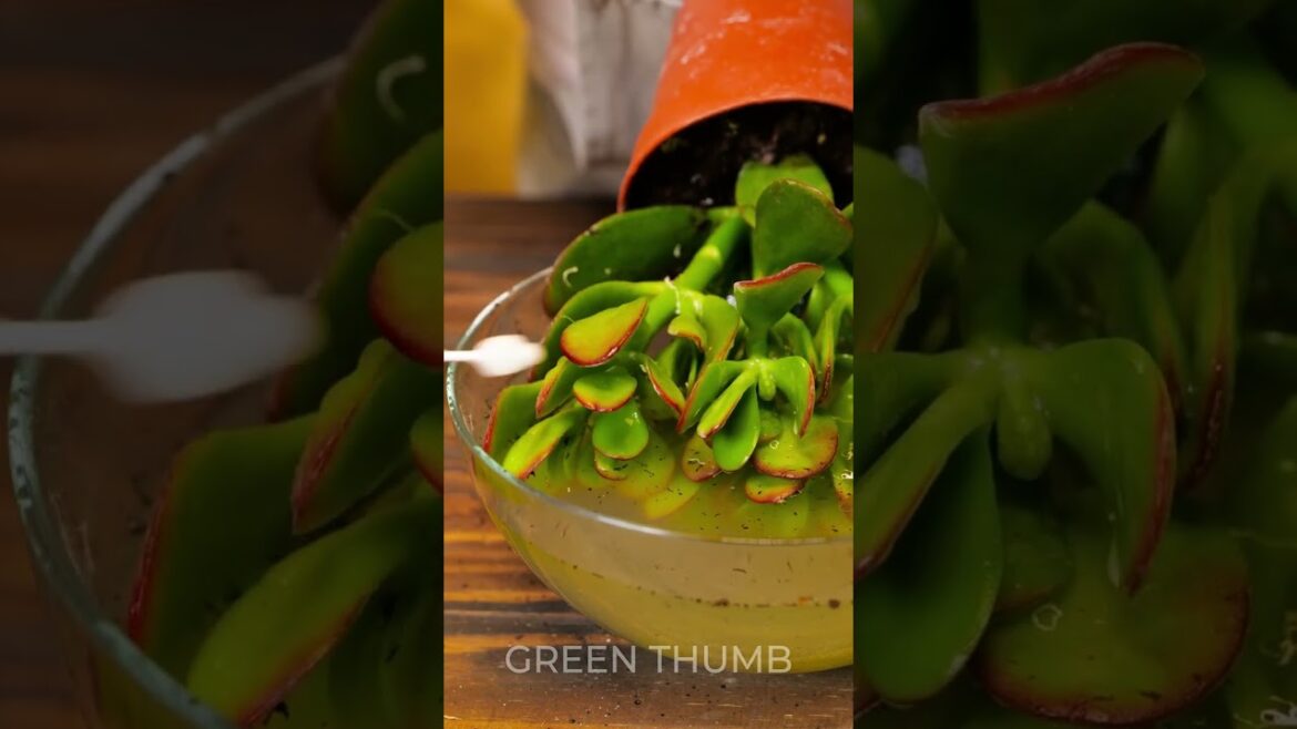 Revive Your Indoor Plant: Root Cleansing, Replanting and Reviving 🥀 Revive Your Indoor Plant: Root Cleansing, Replanting and Reviving 🥀