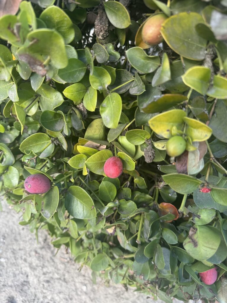 What is this bush and are these edible ?