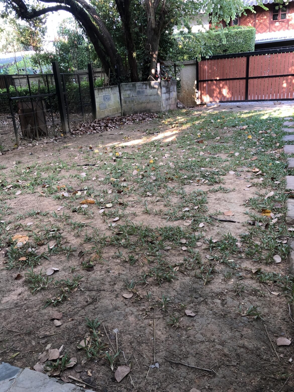 What can I plant here to cover? Lawn in Phuket