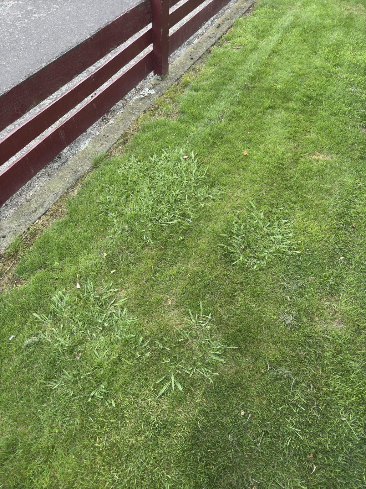 How to remove the thicker blades grass? Cut it out or spray?