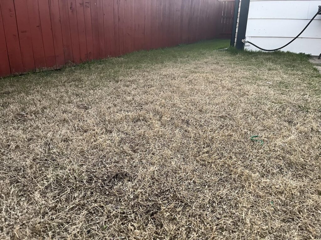 Dead Bermuda Grass – Tx Dead Bermuda Grass - Tx