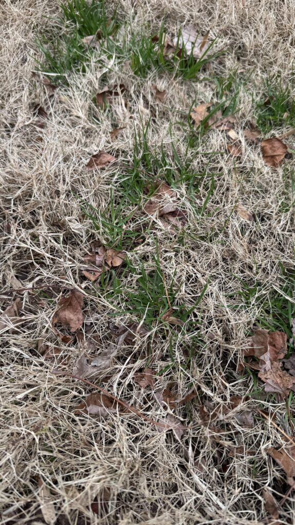 Poa annua – in January??? Poa annua - in January???