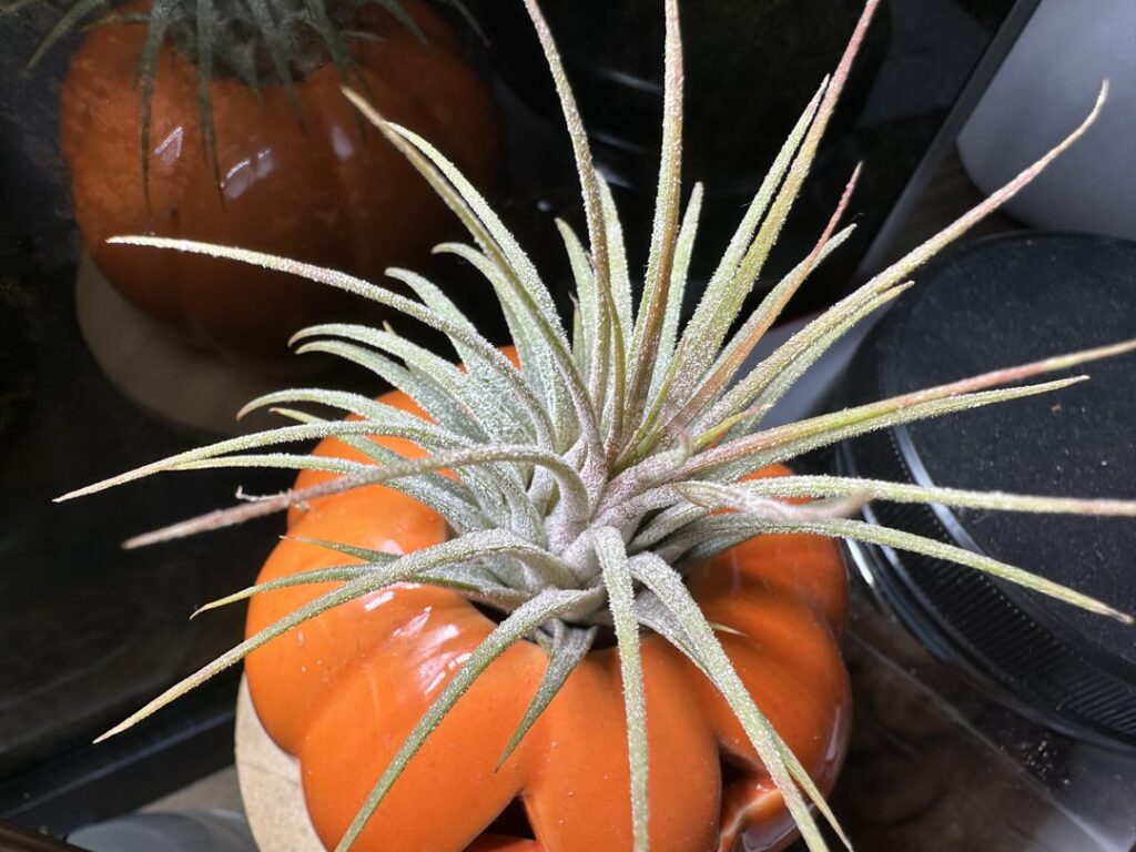 Im not blushing, youre blushing