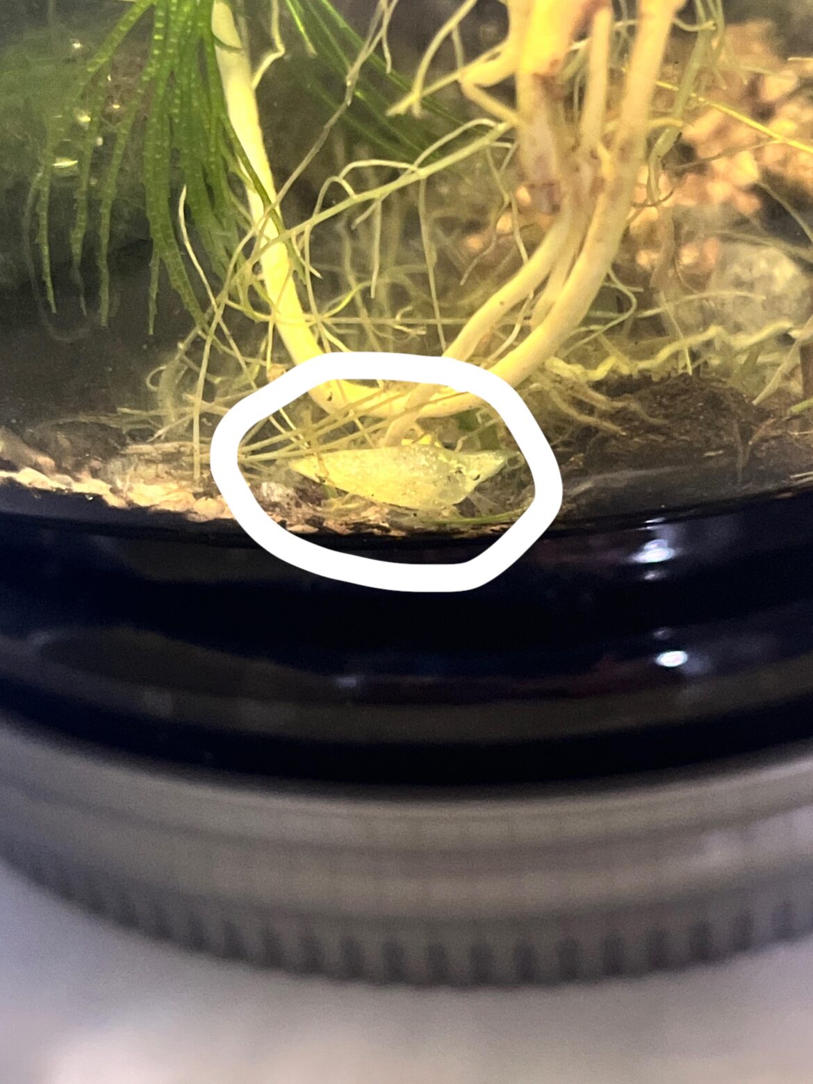 What the heck is this??? Looks like a dead Assasin but never introduced it though.