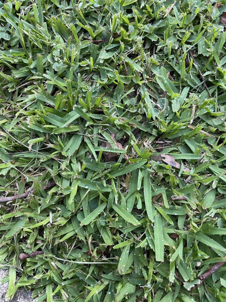 Lawn ID