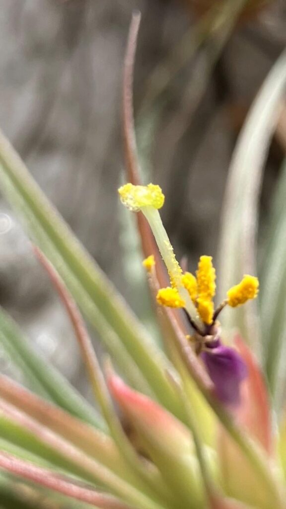 Attempt to pollinate