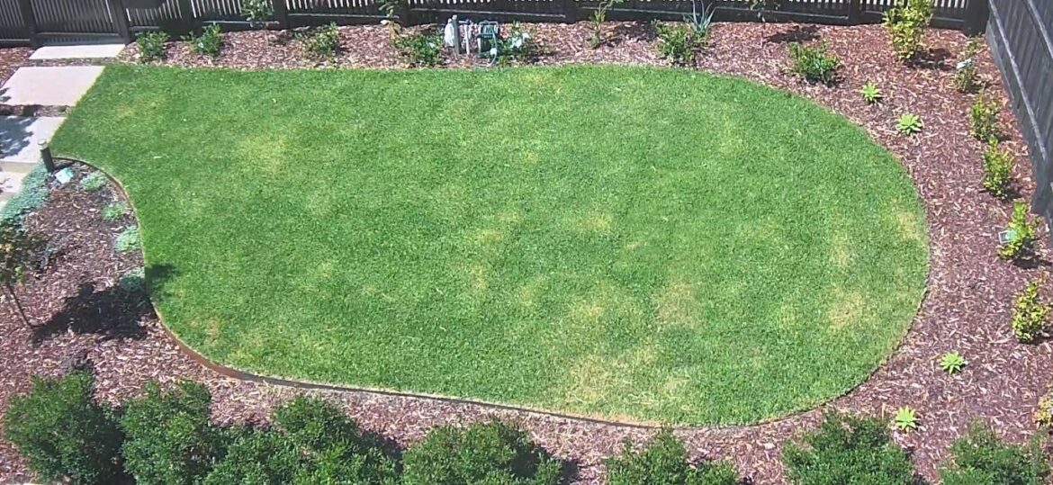 Kikuyu laid 5 weeks ago. Tips for the yellowing? Sprayed with seasol yesterday. Should I aerate with kitchen fork? How often should I be watering?