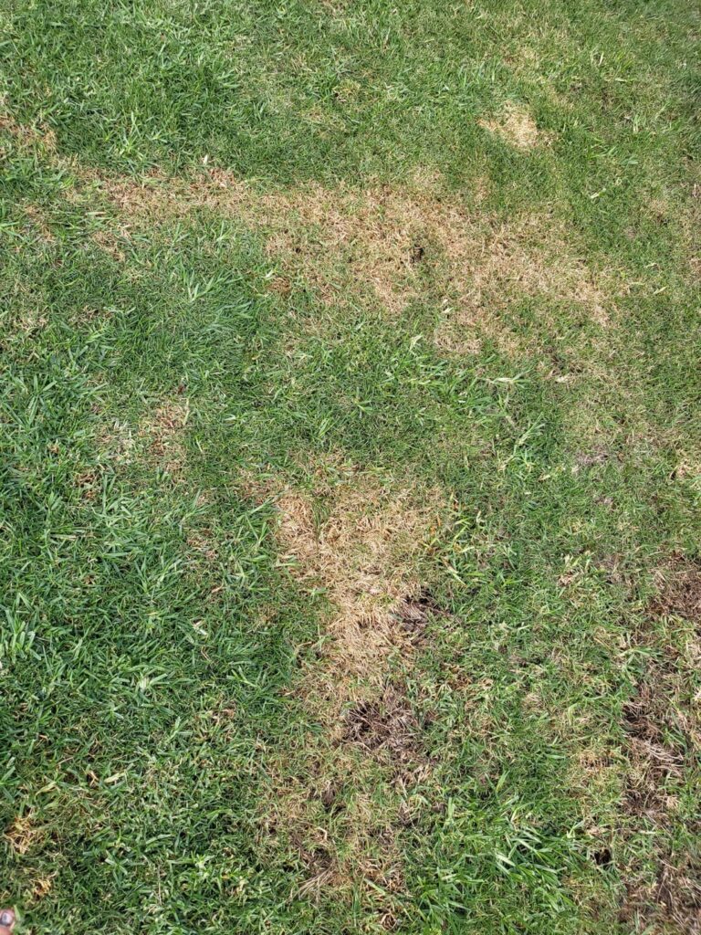 Browning Lawn Spots Browning Lawn Spots