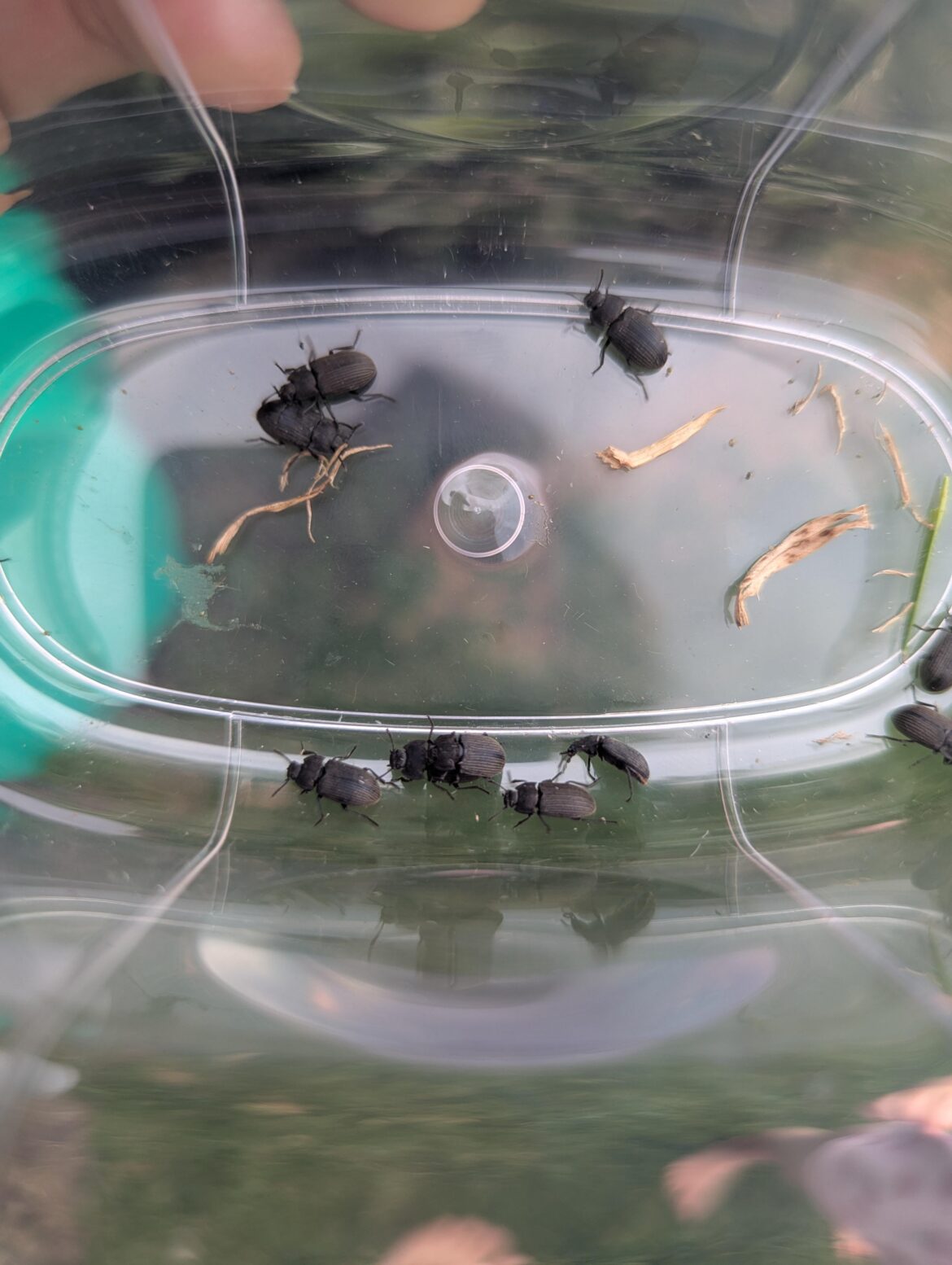 Bug ID - Should I treat for them?