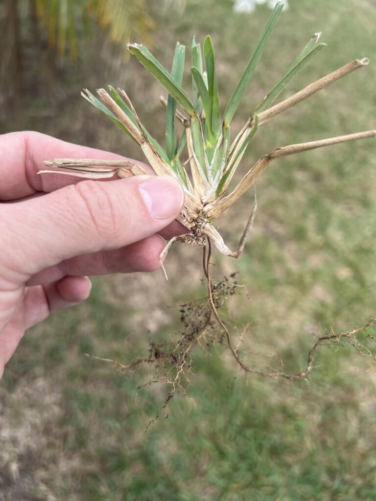 Brown Patches Brown Patches