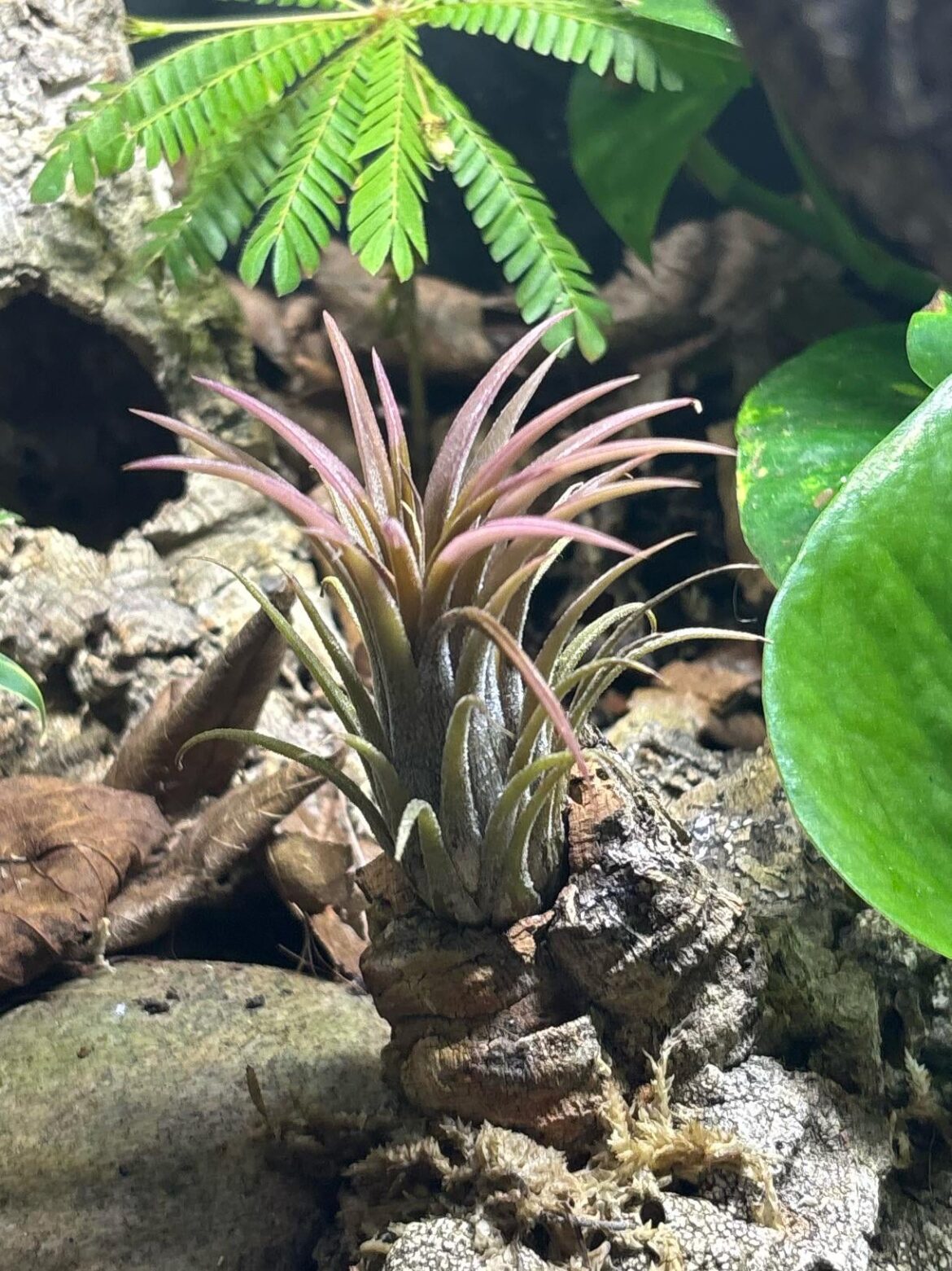 Tillandsia ionantha