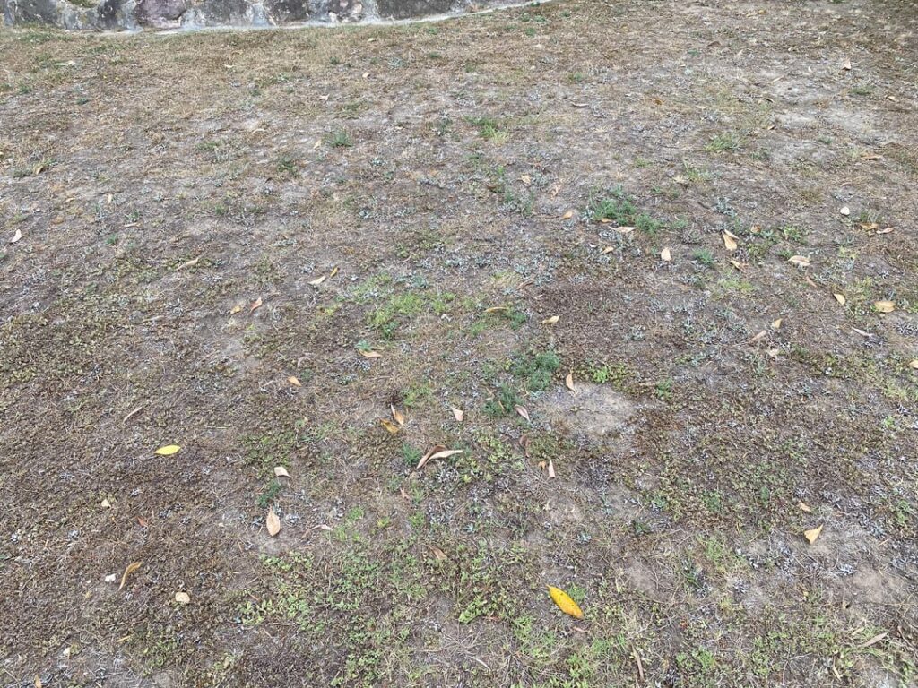 Hey guys best advice on how to get my lawns back again 😬 (location east coast o NSW Australia)