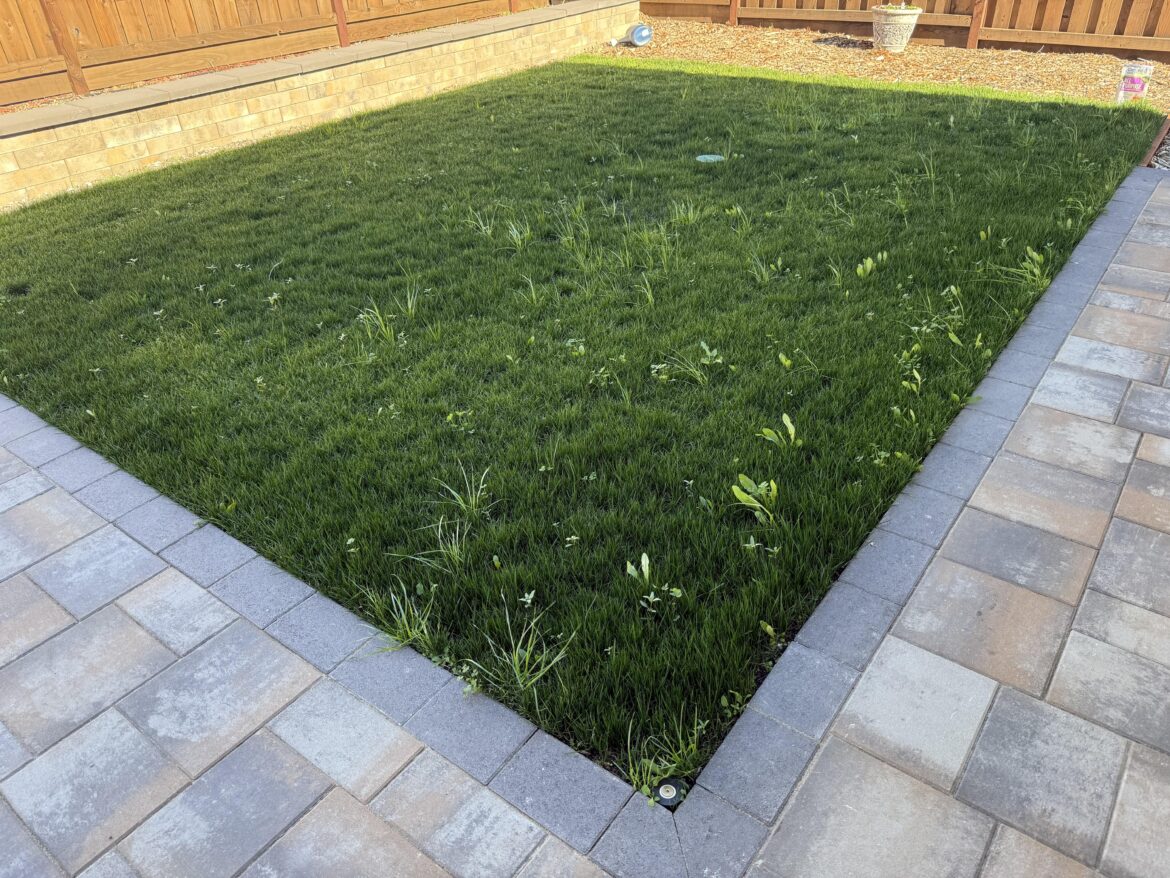 First lawn done myself. TTTF and used Scott’s Turf Builder for Seeding, still have weeds First lawn done myself. TTTF and used Scott’s Turf Builder for Seeding, still have weeds