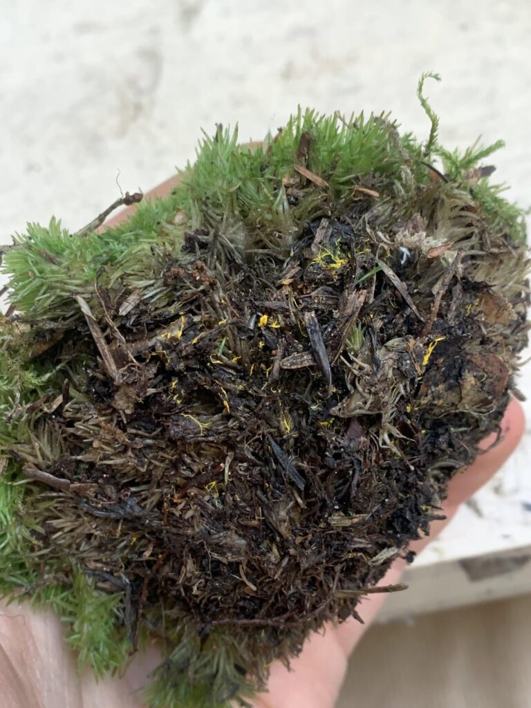 Will this yellow growth contaminate my terrarium? What is it?